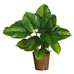 Flowers, Plants & Trees